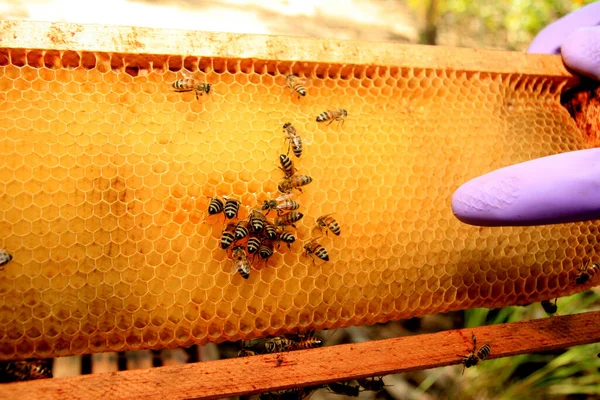 Eunapolis Bahia Brazil May 2009 Bees Seen Apiary Hive City — стоковое фото