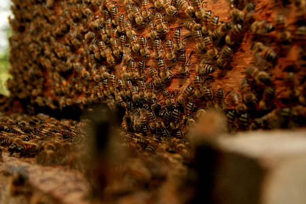 Eunapolis Bahia Brazil Μαΐου 2009 Μέλισσες Εμφανίζονται Μια Κυψέλη Μελισσών — Φωτογραφία Αρχείου