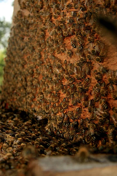 Eunapolis Bahia Brazil Μαΐου 2009 Μέλισσες Εμφανίζονται Μια Κυψέλη Μελισσών — Φωτογραφία Αρχείου