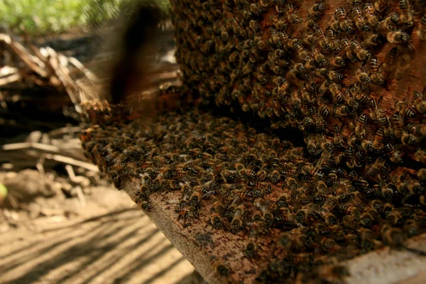 Eunapolis Bahia Brasilien Mai 2009 Bienen Einem Bienenstock Der Stadt — Stockfoto