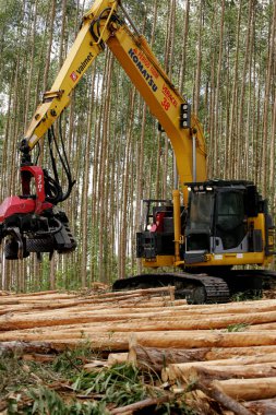 Eunapolis, Bahia / Brezilya - 29 Eylül 2009: Eunapolis kentindeki bir fabrikada hasatçı okaliptüs ağaçları keserken görüldü. * * * Yerel altyazı * *
