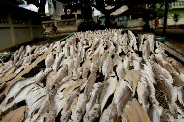 Nova vicosa, Bahia / Brezilya - 8 Temmuz 2009: Güney Bahia 'daki Nova Vicosa şehrinde güneşte kurutulan tuzlu balıkların çamaşır ipi görülür..