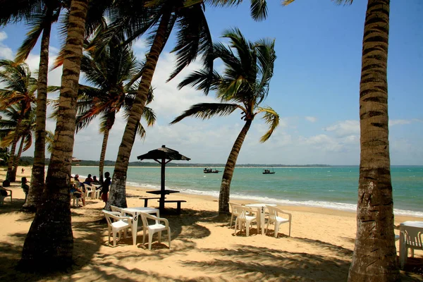 Santa Cruz Cabralia Bahia Brasil Diciembre 2010 Cocoteros Ven Playa — Foto de Stock