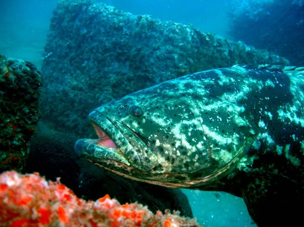 Karavely Bahia Brazilské Ostrovy Září 2008 Ryby Pouhého Druhu Serranidae — Stock fotografie