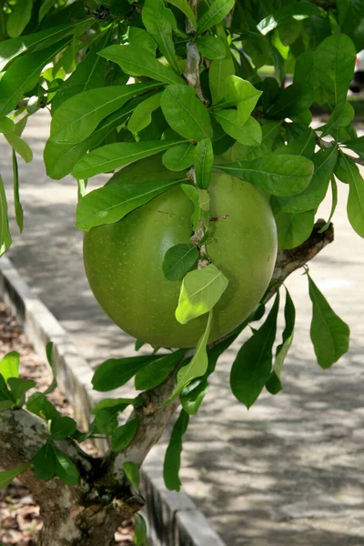 Eunapolis Bahia Brazil July 2008 Gourd Tree Seen City Eunapolis — Stock Photo, Image