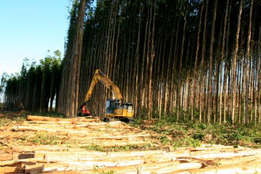 Eunapolis, Bahia / Brezilya - 25 Şubat 2009: Eunapolis 'teki bir fabrikada hasatçı okaliptüs ağaçları keserken görüldü. * * * Yerel altyazı * *