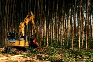 Eunapolis, Bahia / Brezilya - 25 Şubat 2009: Eunapolis 'teki bir fabrikada hasatçı okaliptüs ağaçları keserken görüldü. * * * Yerel altyazı * *