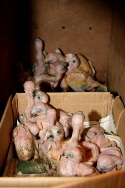 Eunapolis, Bahia / Brezilya - 26 Şubat 2008: Eunapoli 'deki BR 101 otoyolu üzerinde bir hayvan satıcısının elinden alınan bebek papağan.
