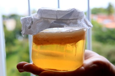 Salvador, Bahia / Brezilya - 20 Eylül 2020: Salvador şehrinde Scoby kombucha fermantasyonu görüldü..