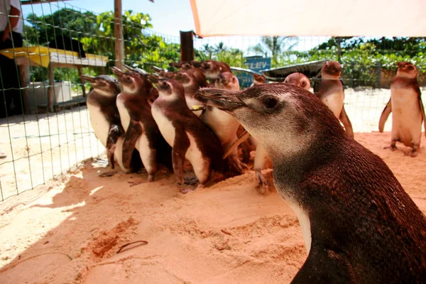 Porto Seguro Bahia Brasil Agosto 2008 Pinguins Magalhães São Vistos — Fotografia de Stock