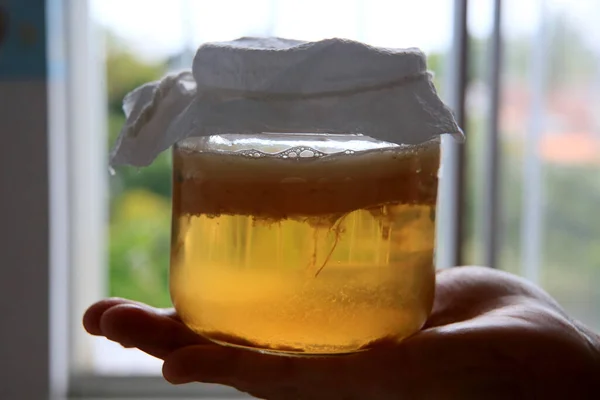 Salvador Bahia Brésil Septembre 2020 Pot Fermentation Scoby Kombucha Phase — Photo