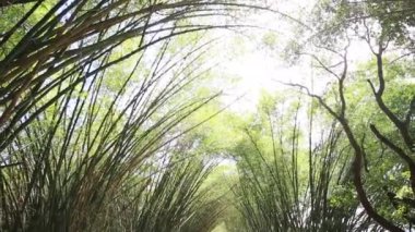 Mata de sao joao, Bahia / Brezilya - 23 Eylül 2020: Sauipe 'nin Mata de Sao Joao belediyesinin girişinde bambular görülmektedir..