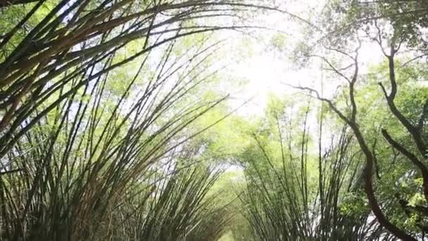 Mata Sao Joao Bahia Brazil September 2020 Bamboos Seen Entrance — стоковое видео