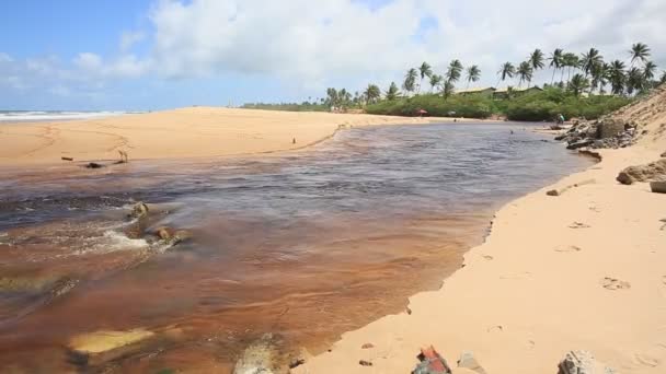 Mata Sao Joao Bahia Brazil Wrzesień 2020 Widok Rzekę Imbassai — Wideo stockowe