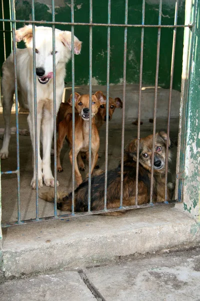 Eunapolis Bahia Brazil April 2008 Собаки Захоплені Центром Управління Зонозом — стокове фото