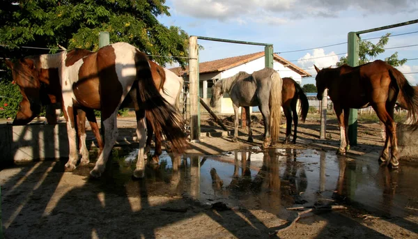 Eunapolis Bahia Brazil Απριλίου 2008 Άλογα Που Κατασχέθηκαν Από Κέντρο — Φωτογραφία Αρχείου