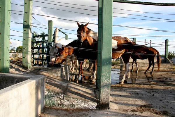 2008年4月4日 ブラジル バヒア州ユニアポリス市の動物園管理センターが押収した馬 — ストック写真