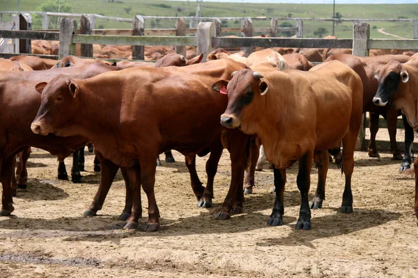 Eunapolis Bahia Brazil Mars 2008 Djur Ses Boskapsranch Kommunen Eunapolis — Stockfoto