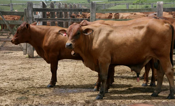 Eunapolis Bahia Brazil Mars 2008 Djur Ses Boskapsranch Kommunen Eunapolis — Stockfoto