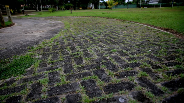 Mata São João Bahia Brasil Pavimento Feito Tijolos Concreto Visto — Fotografia de Stock