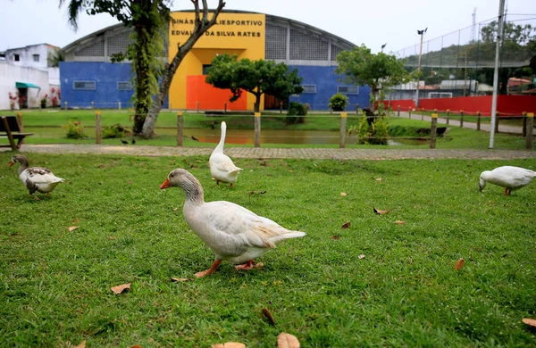 Mata Sao Joao Bahia Brazil September 2020 Guese See Parque — стокове фото