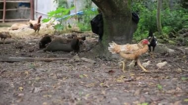 Mata de Sao Joao, Bahia / Brezilya - 25 Eylül 2020: Mata de Sao Joao şehrinin kırsal kesimindeki bir çiftlikte tavuk yetiştirme.