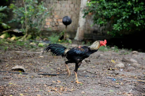 Mata Sao Joao Bahia Brazil Szeptember 2020 Mata Sao Joao — Stock Fotó