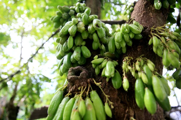 Mata Sao Joao Bahia Brazil Szeptember 2020 Biribiri Ültetvény Mata — Stock Fotó