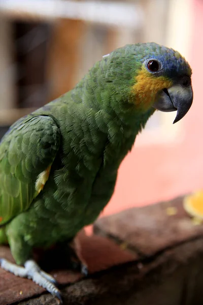 Mata Sao Joao Bahia Brasilien September 2020 Papagei Wird Einem — Stockfoto