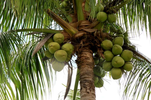 Conde Bahia Brazil September 2020 Кокосова Плантація Місті Конде Північному — стокове фото