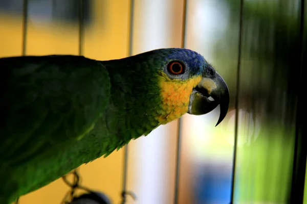 Mata Sao Joao Bahia Brazil Settembre 2020 Pappagallo Vede Una — Foto Stock