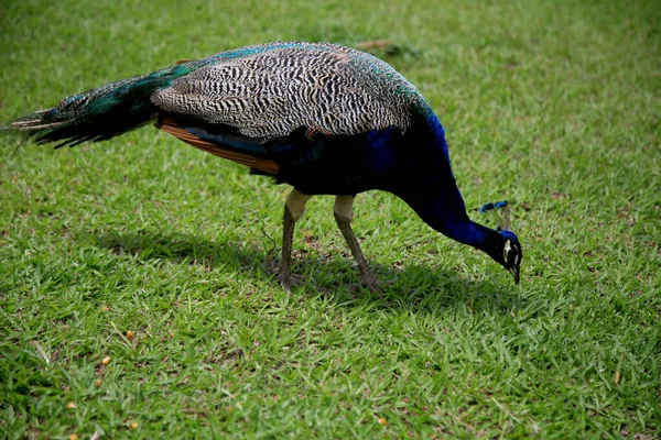 Mata Sao Joao Bahia Brazil September 2020 Peacock Bird Seen — Stock Photo, Image