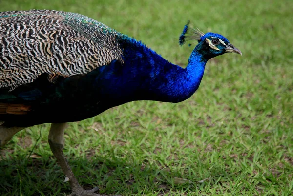 Mata Sao Joao Bahia Brazil Settembre 2020 Uccello Pavone Visto — Foto Stock