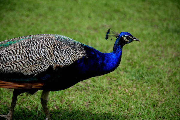 Mata São João Bahia Brasil Setembro 2020 Pássaro Pavão Visto — Fotografia de Stock