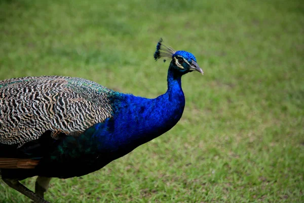 Mata São João Bahia Brasil Setembro 2020 Pássaro Pavão Visto — Fotografia de Stock