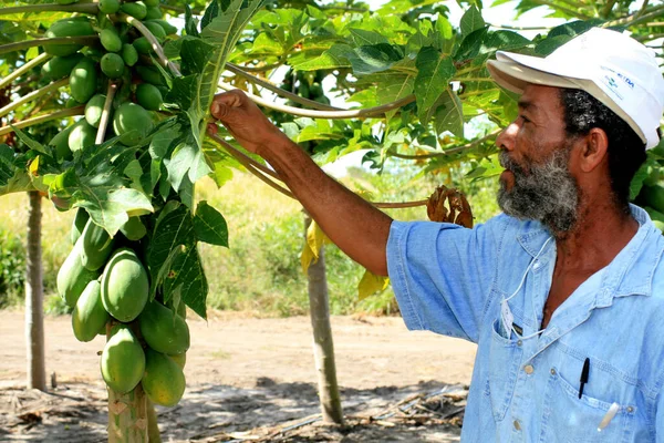 Eunapolis Bahia Brazil Agosto 2008 Papaya Plantering Staden Eunapolis Södra — Stockfoto