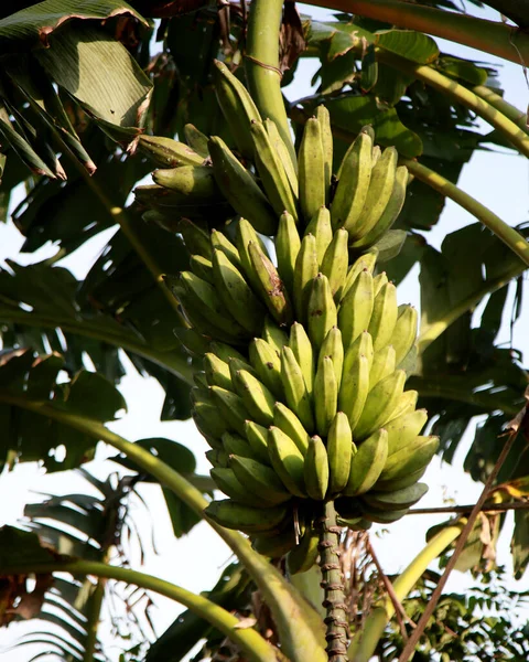 Plantation Bananes Campagne Dans Zone Rurale Mata Sao Joao Mata — Photo