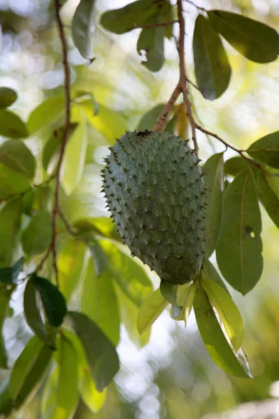 Soursop Plantation Countryside Rural Area Mata Sao Joao Mata Sao — Foto de Stock