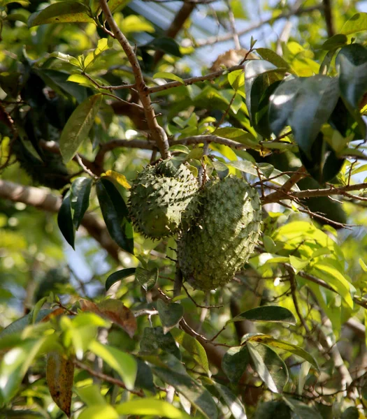 Soursop Plantation Countryside Rural Area Mata Sao Joao Mata Sao —  Fotos de Stock