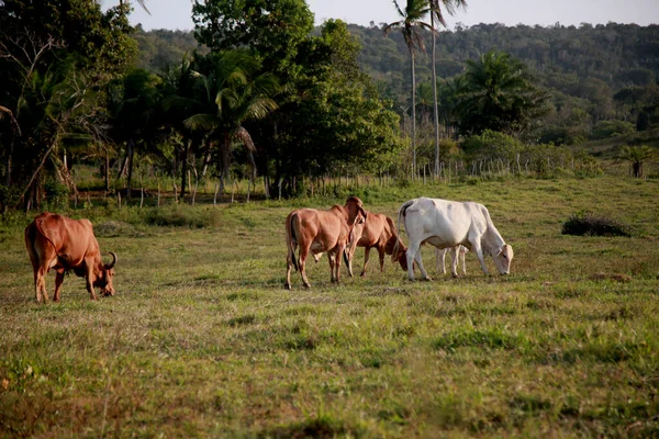 ジョアオ バヒア ブラジル 2020年10月11日 ジョアオの自治体の家畜農場で牛が見られる — ストック写真