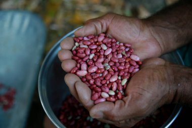 Mata de Sao Joao (mata de sao joao, bahia / brazil, 12 Ekim 2020) kırsal kesiminde hasat sırasında fasulye tohumu tutan kırsal işçinin eli).