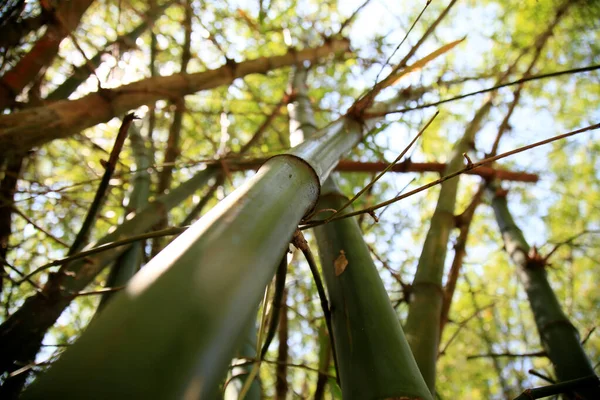 Mata Sao Joao Bahia Brazil September 2020 Bamboos 마타데 소이페 — 스톡 사진