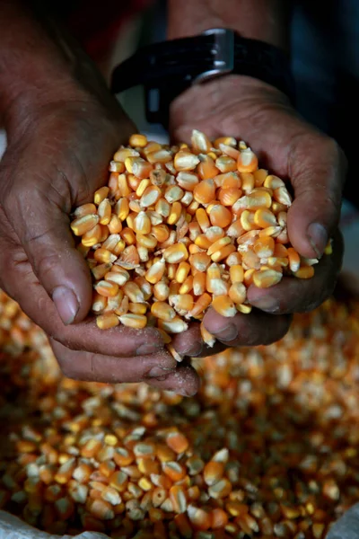 Mata Sao Joao Bahia Brazil October 2020 Hands Hold Corn — Stock Photo, Image