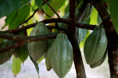 Mata de Sao Joao, Bahia / Brezilya - 18 Ekim 2020: Mata de Sao Joao şehrinin kırsal kesimindeki bir çiftlikte kakao tarlası.