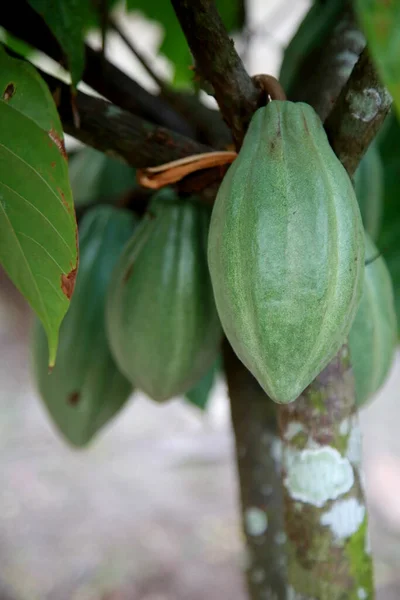 Mata Sao Joao Bahia Brazil October 2020 Cocoa Plantation Farm — 스톡 사진