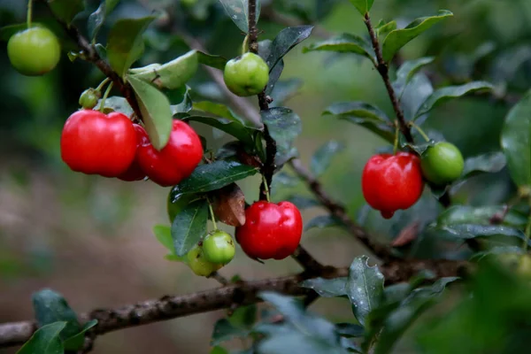 Mata Sao Joao Bahia Brazil Oktober 2020 Fruktplantage Acerola Gård — Stockfoto