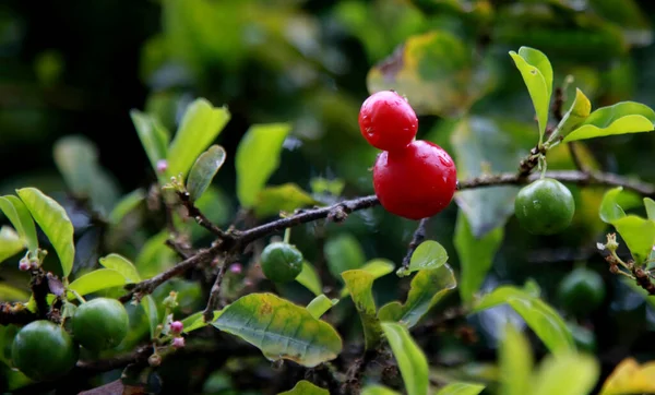 Mata Sao Joao Bahia Brasil Octubre 2020 Plantación Acerola Una — Foto de Stock