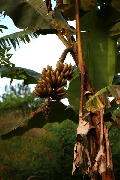 Mata Sao Joao Bahia Brésil Octobre 2020 Plantation Bananiers Dans — Photo
