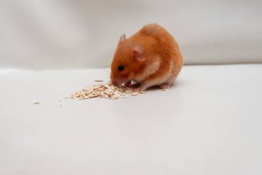 Kırmızı hamster beyaz arka planda mısır gevreği yiyor..