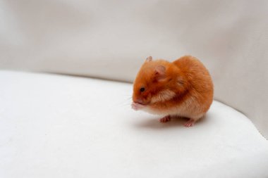 Kırmızı hamster yüzünü beyaz arka planda yıkıyor..